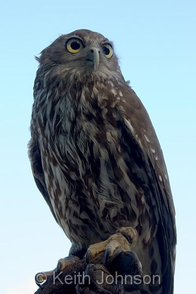 Barking Owl.jpg